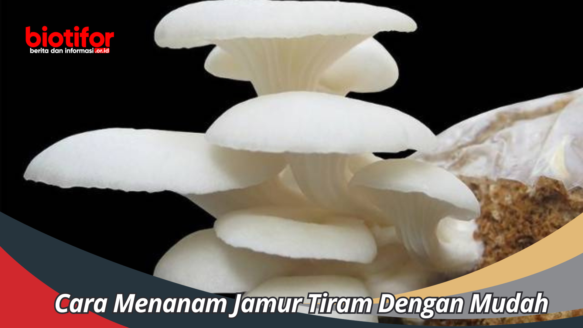 Cara Menanam Jamur Tiram Dengan Mudah Panduan Lengkap untuk Pemula