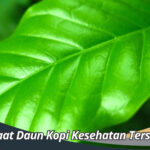 Manfaat Daun Kopi