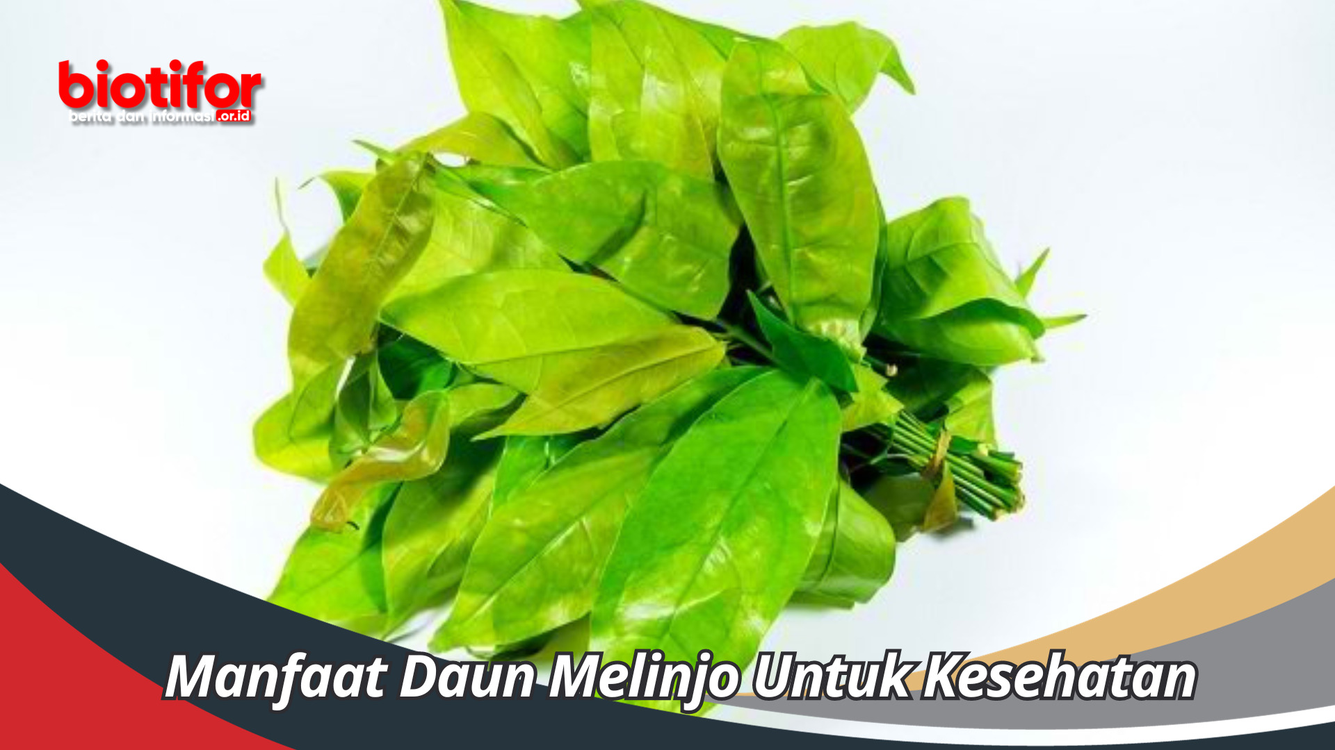 Manfaat Daun Melinjo Untuk Kesehatan dan Kegunaan Yang Luar Biasa