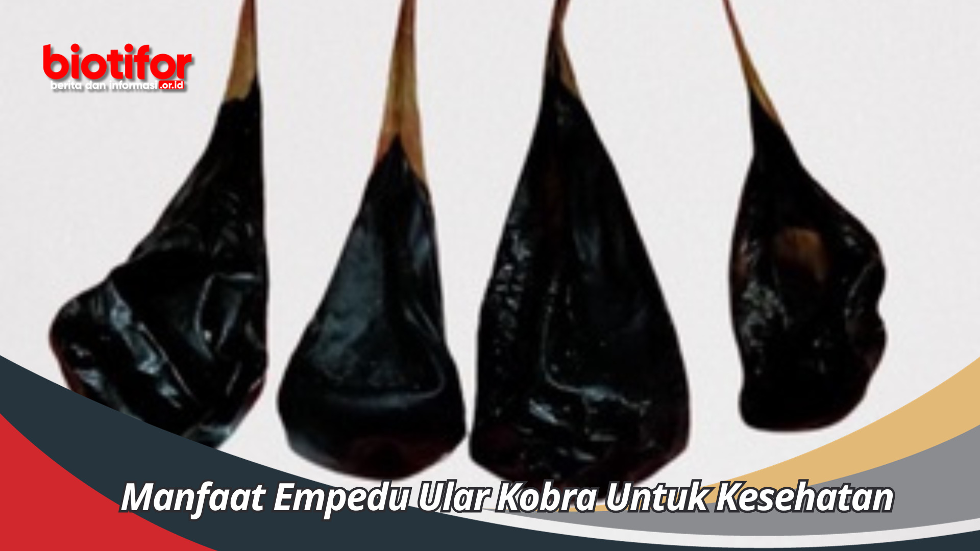 Manfaat Empedu Ular Kobra Untuk Kesehatan Dan Stamina