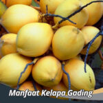 Manfaat Kelapa Gading