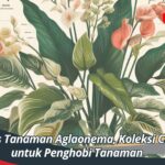 10 Jenis Tanaman Aglaonema, Koleksi Cantik untuk Penghobi Tanaman