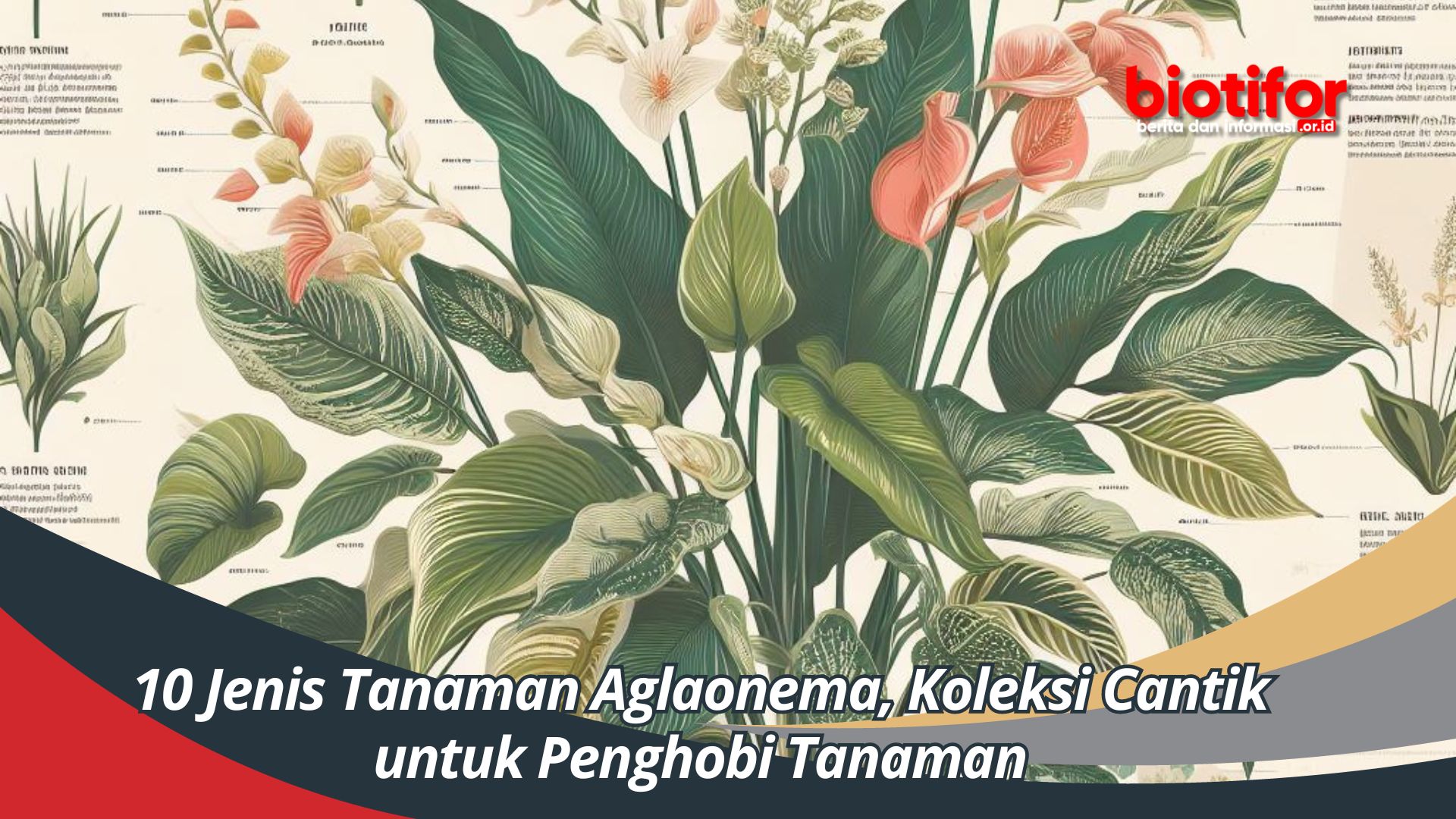 10 Jenis Tanaman Aglaonema, Koleksi Cantik untuk Penghobi Tanaman