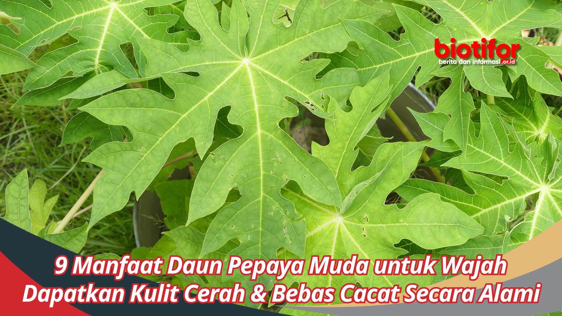 9 Manfaat Daun Pepaya Muda untuk Wajah, Dapatkan Kulit Cerah & Bebas Cacat Secara Alami