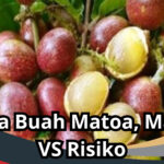 Bahaya Buah Matoa