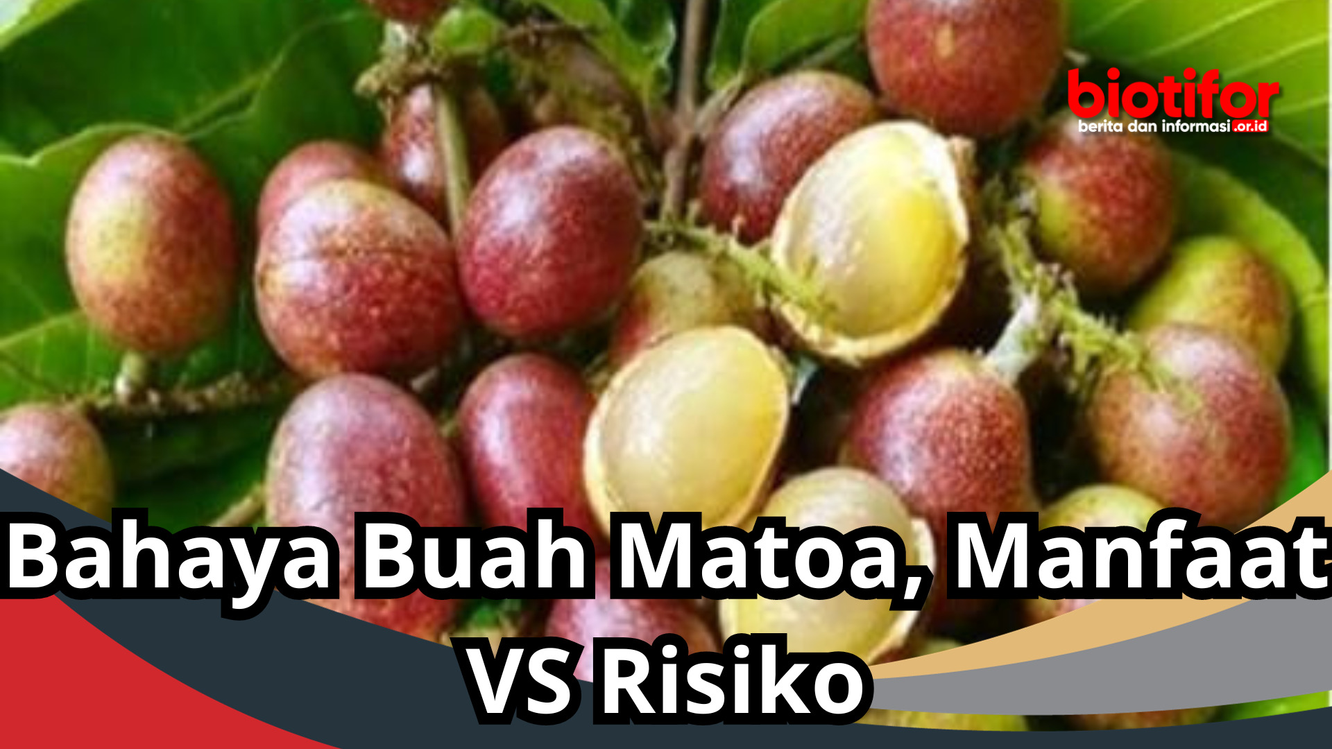 Bahaya Buah Matoa, Manfaat VS Risiko