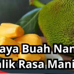 Bahaya Buah Nangka