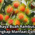 Bahaya Buah Rambutan