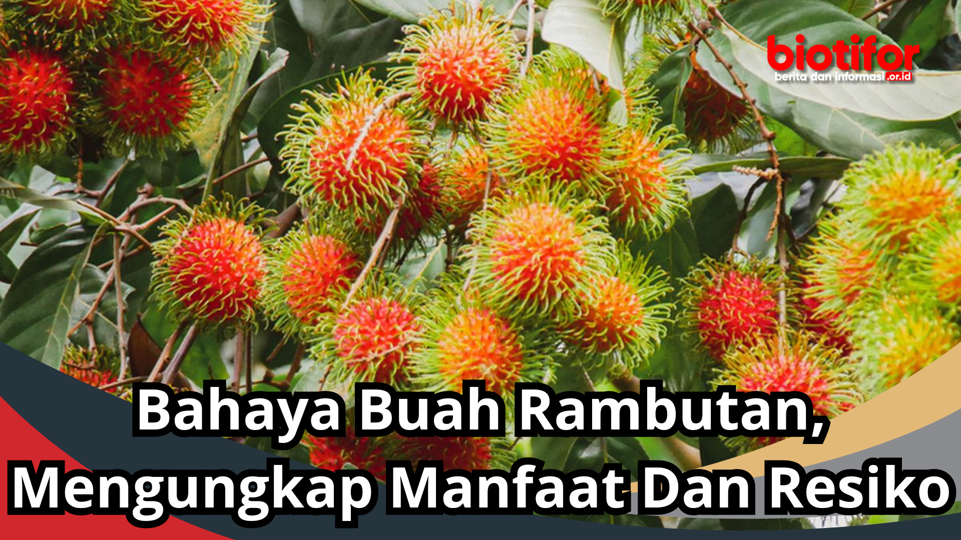 Bahaya Buah Rambutan, Mengungkap Manfaat Dan Resiko