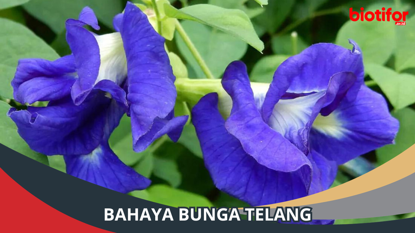 Bahaya Bunga Telang: Fakta Menarik yang Perlu Anda Ketahui