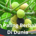 Buah Paling Berbahaya