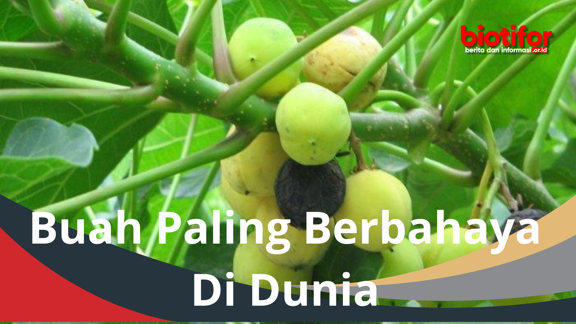 Buah Paling Berbahaya Di Dunia