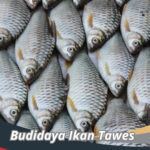 Budidaya Ikan Tawes