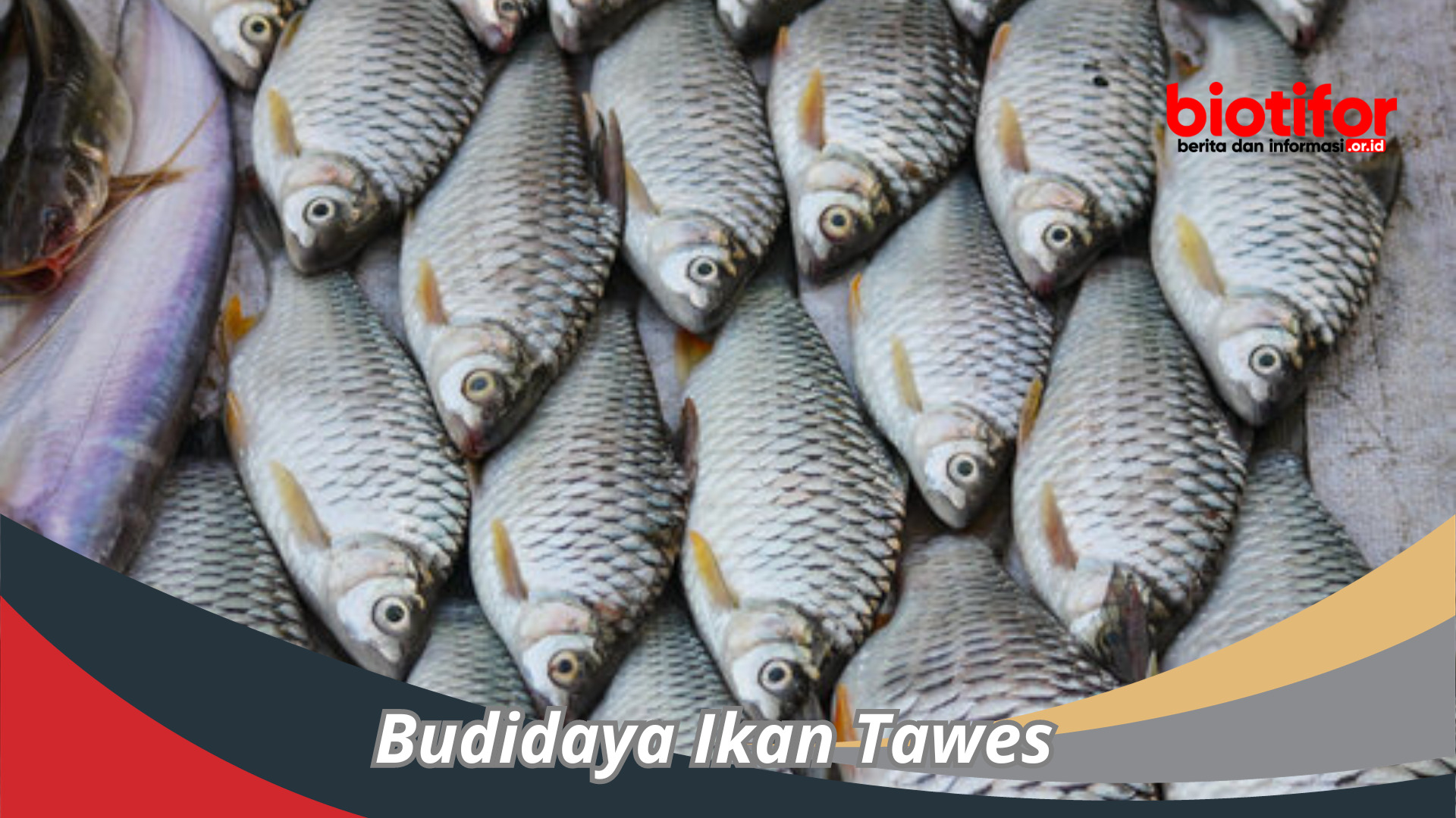 Budidaya Ikan Tawes: Cara Asyik Mencari Duit