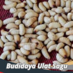 Budidaya Ulat Sagu