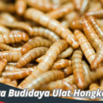 Cara Budidaya Ulat Hongkong