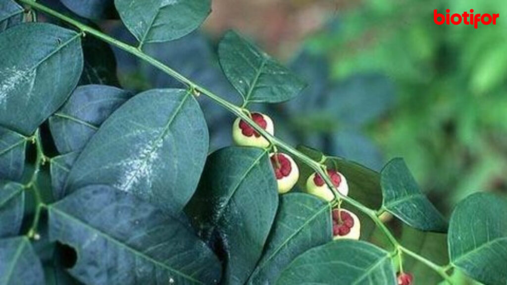 Cara Memasak Daun Katuk yang Enak