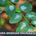 Cara Memasak Daun Katuk