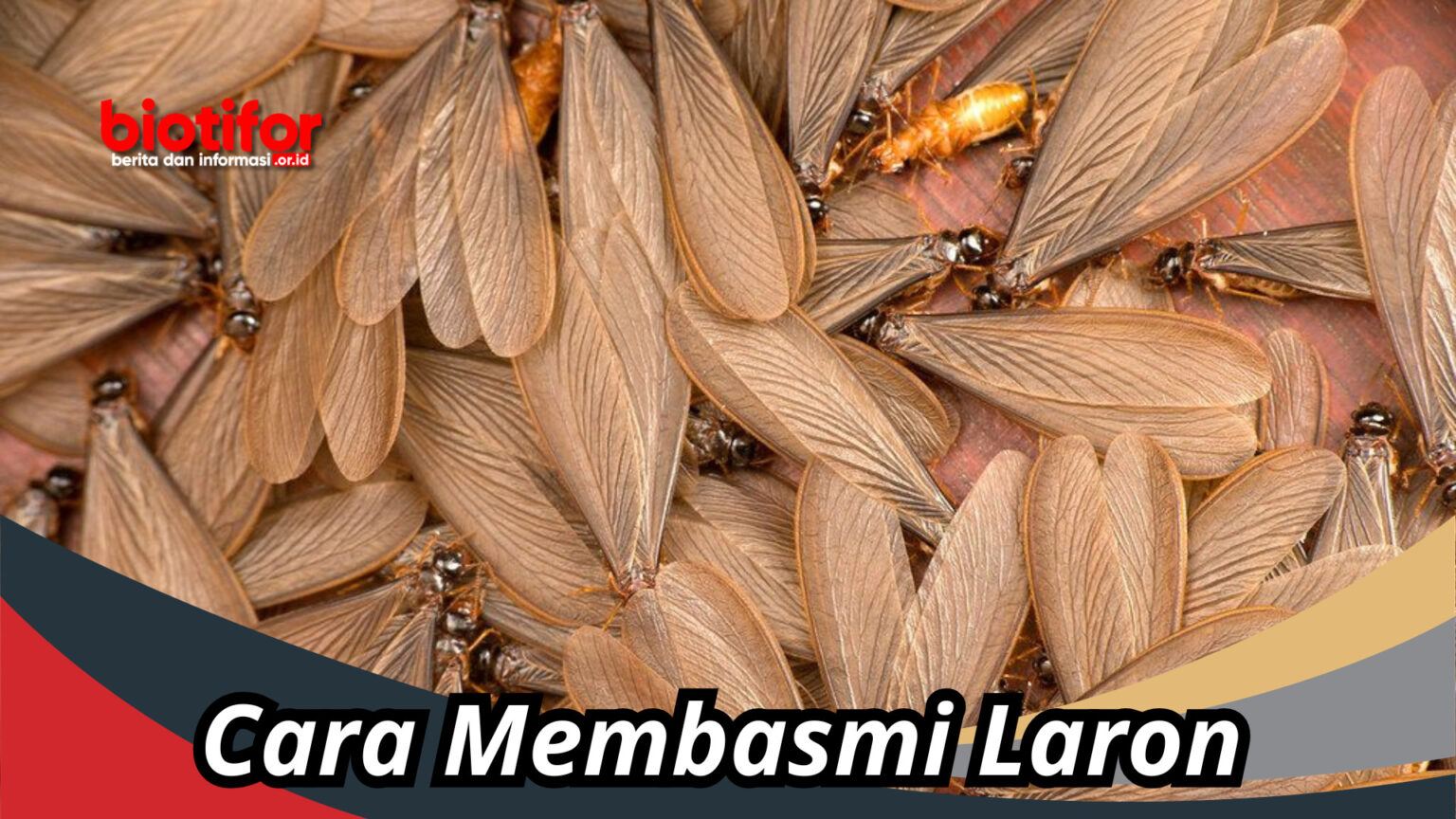 Cara Membasmi Laron Dan Mencegah Agar Tidak Masuk Rumah