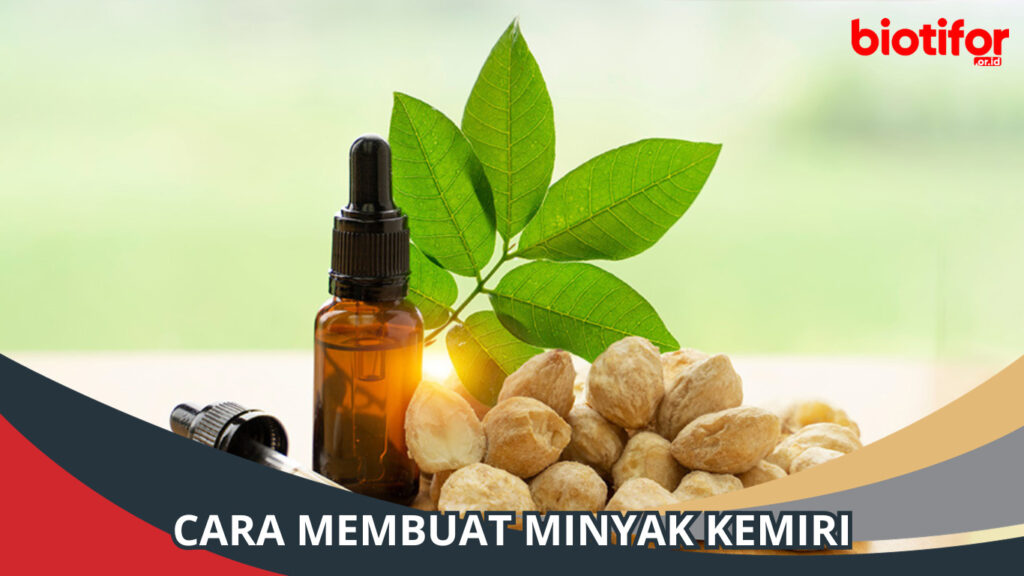 Membuat Minyak Kemiri Murni: Resep Tradisional untuk Kilau Alami dan Kesehatan Rambut