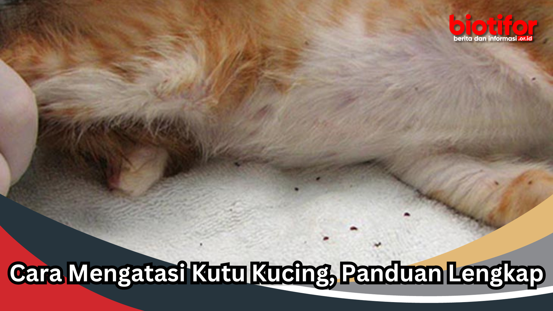Cara Mengatasi Kutu Kucing, Panduan Lengkap