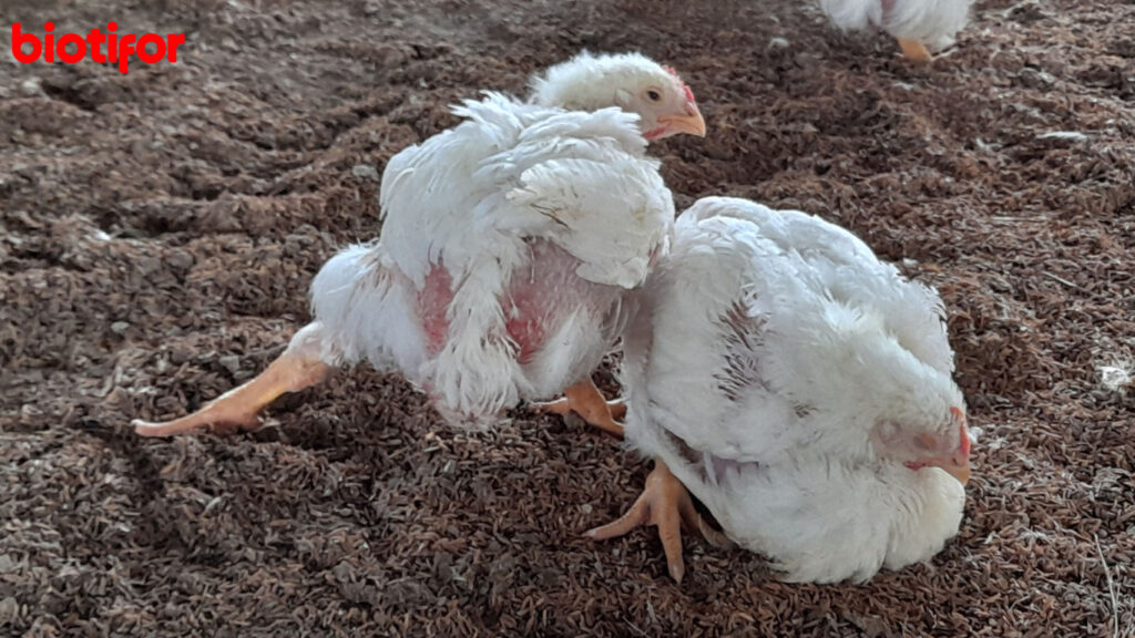 Cara Mengobati Ayam Lumpuh dengan Cepat