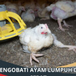 Cara Mengobati Ayam Lumpuh dengan Cepat