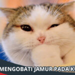 Cara Mengobati Jamur pada Kucing