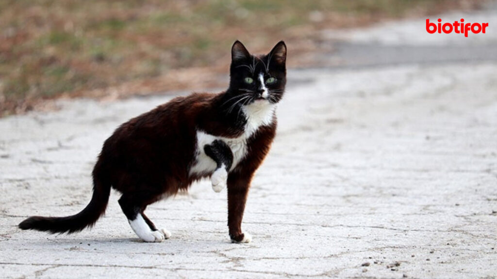 Cara Mengobati Kaki Kucing yang Pincang