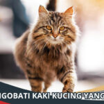 Cara Mengobati Kaki Kucing yang Pincang