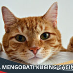 Cara Mengobati Kucing Cacingan