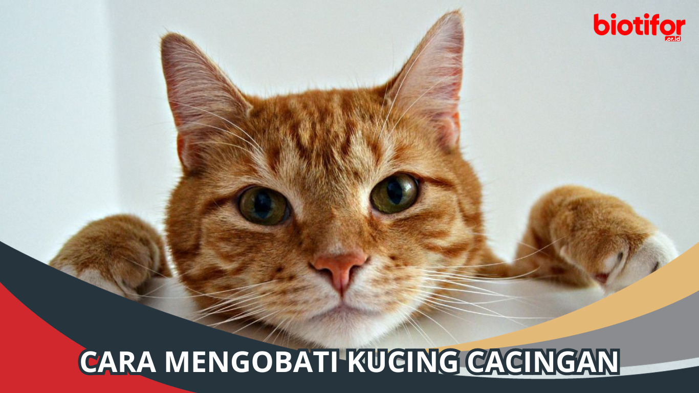 Cara Mengobati Kucing Cacingan