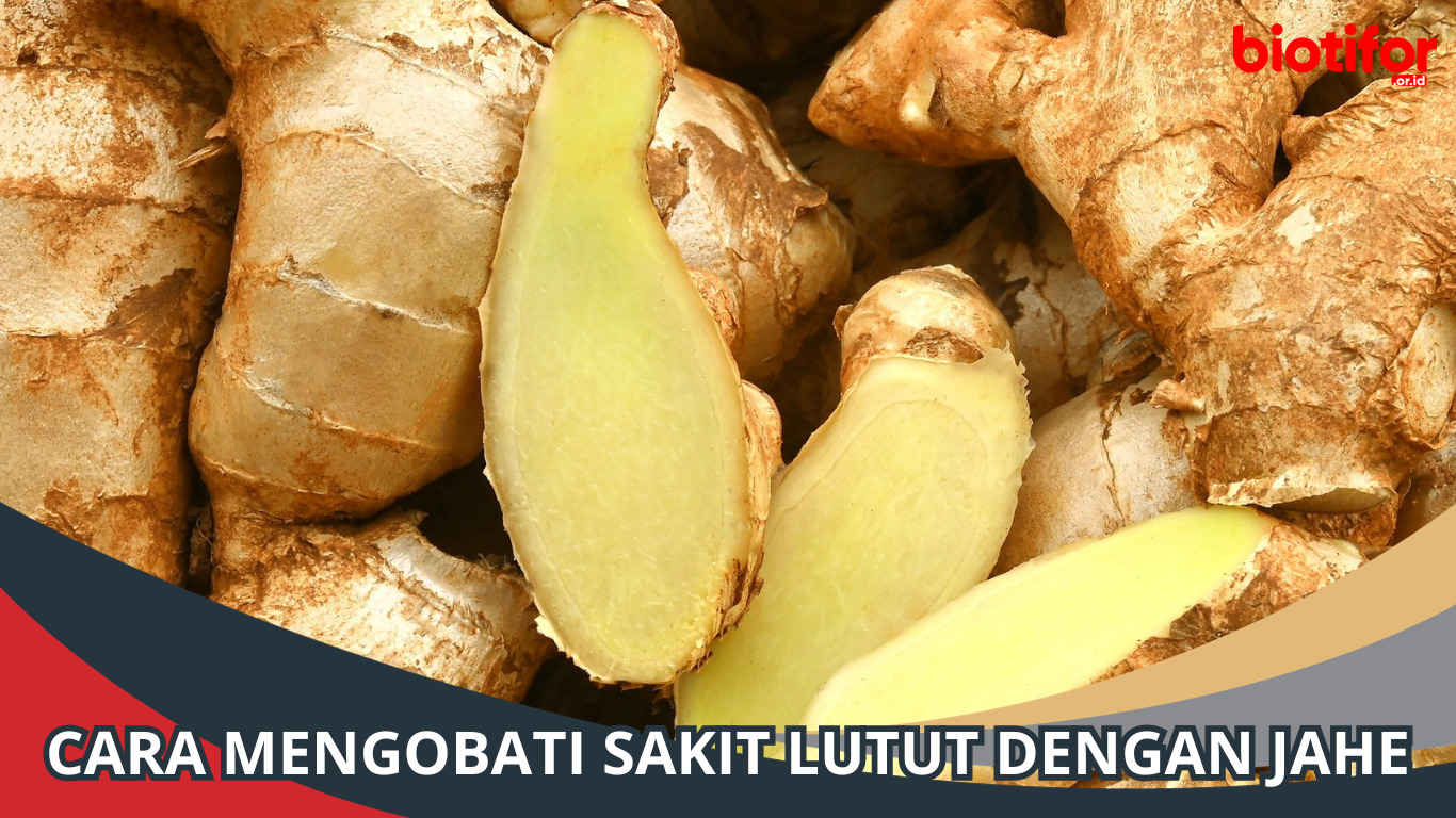 Cara Mengobati Sakit Lutut dengan Jahe