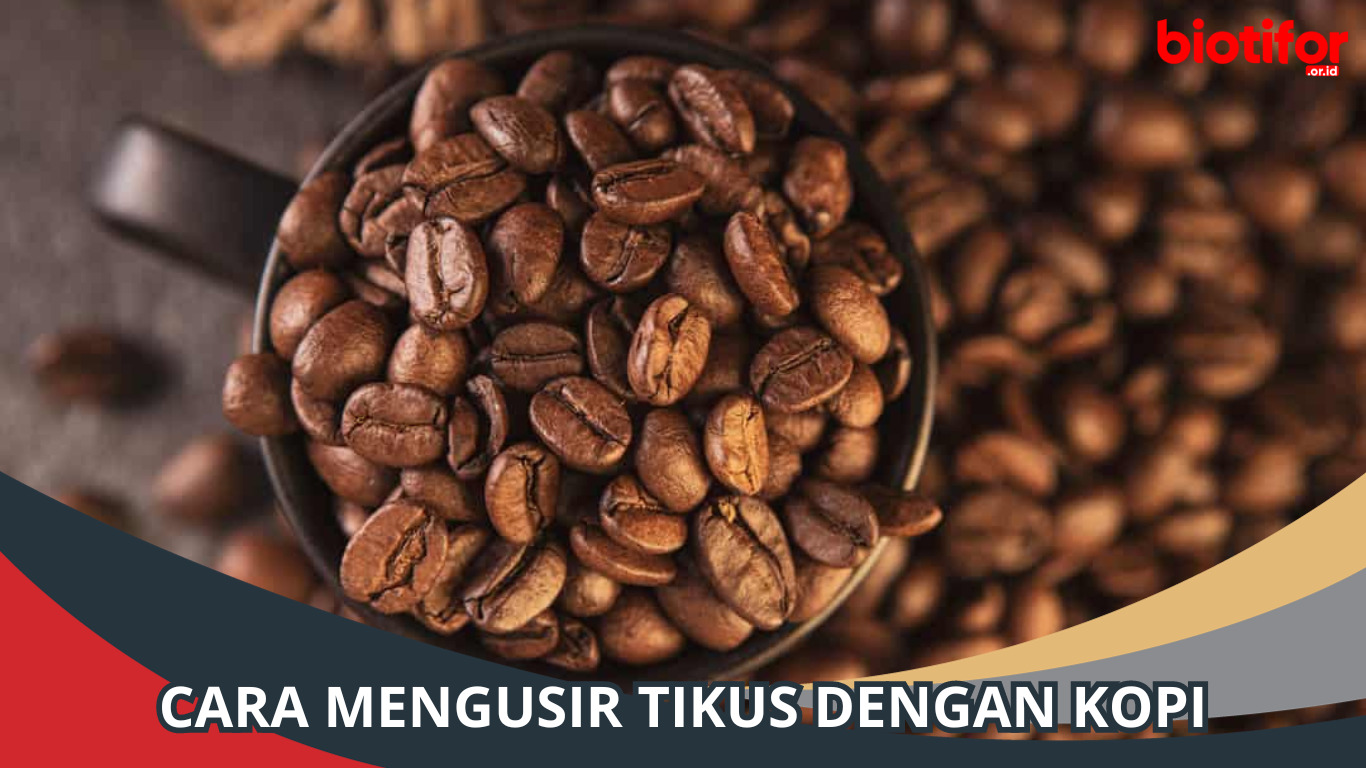 Cara Mengusir Tikus dengan Kopi