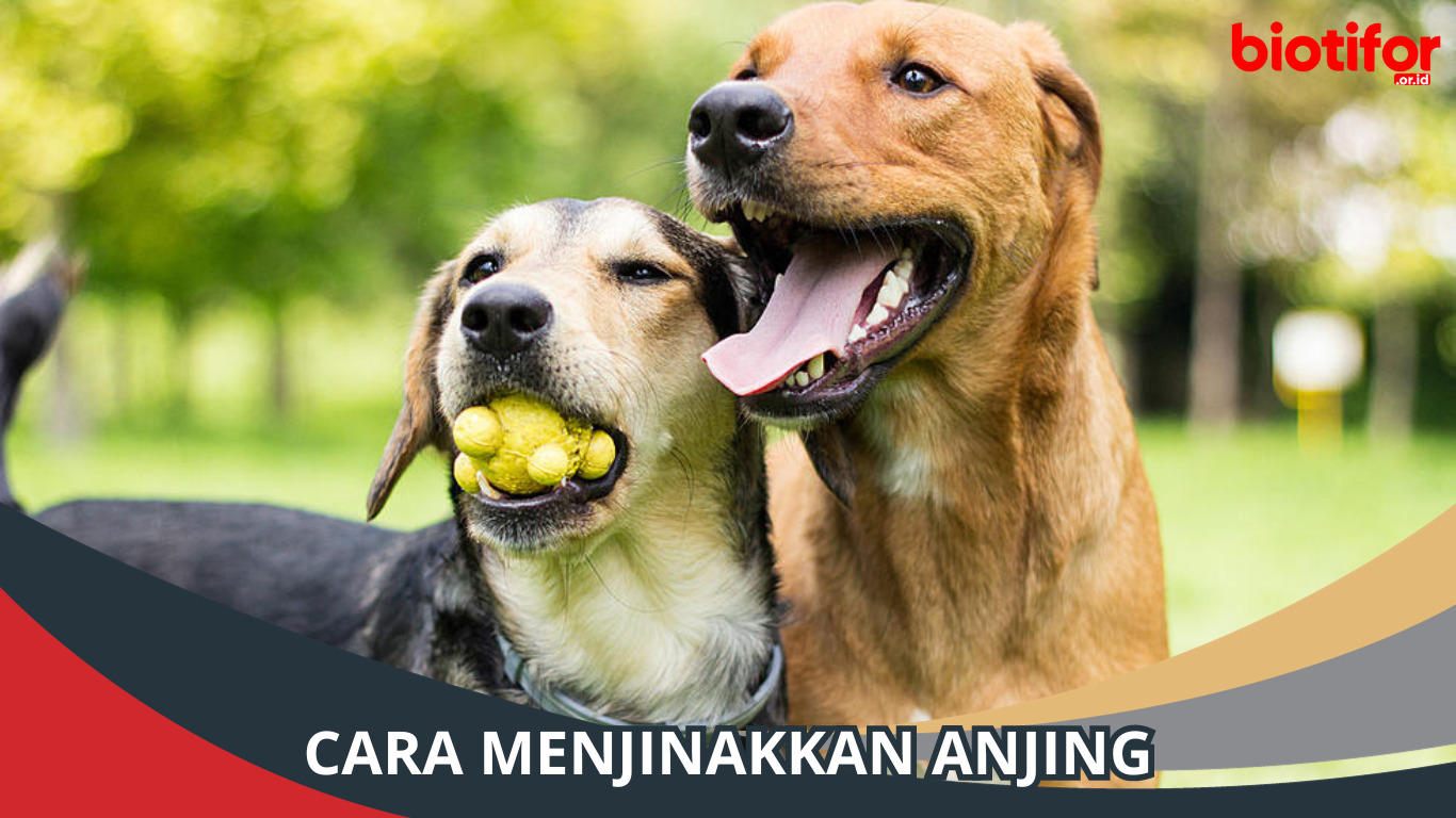 Cara Menjinakkan Anjing, Panduan Lengkap