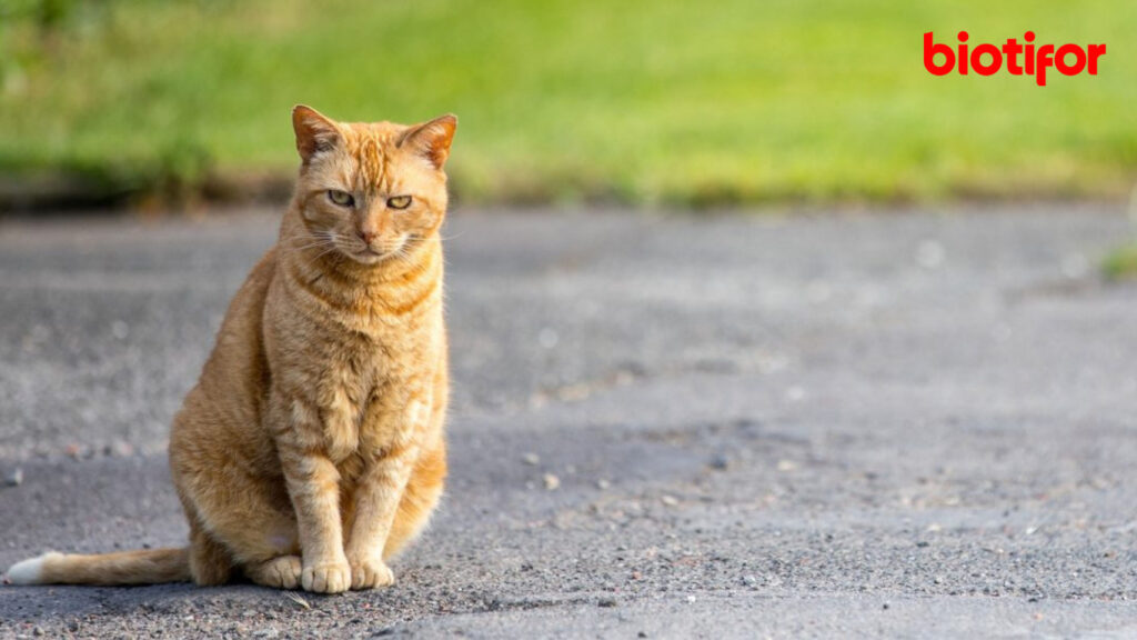 Langkah-langkah Cara Menjinakkan Kucing Liar