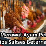 Cara Merawat Ayam Petelur