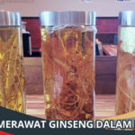 Cara Merawat Ginseng dalam Botol