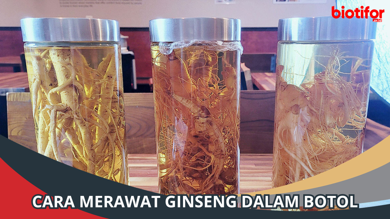 Cara Merawat Ginseng dalam Botol: Panduan untuk Pemula