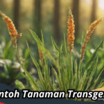 Contoh Tanaman Transgenik