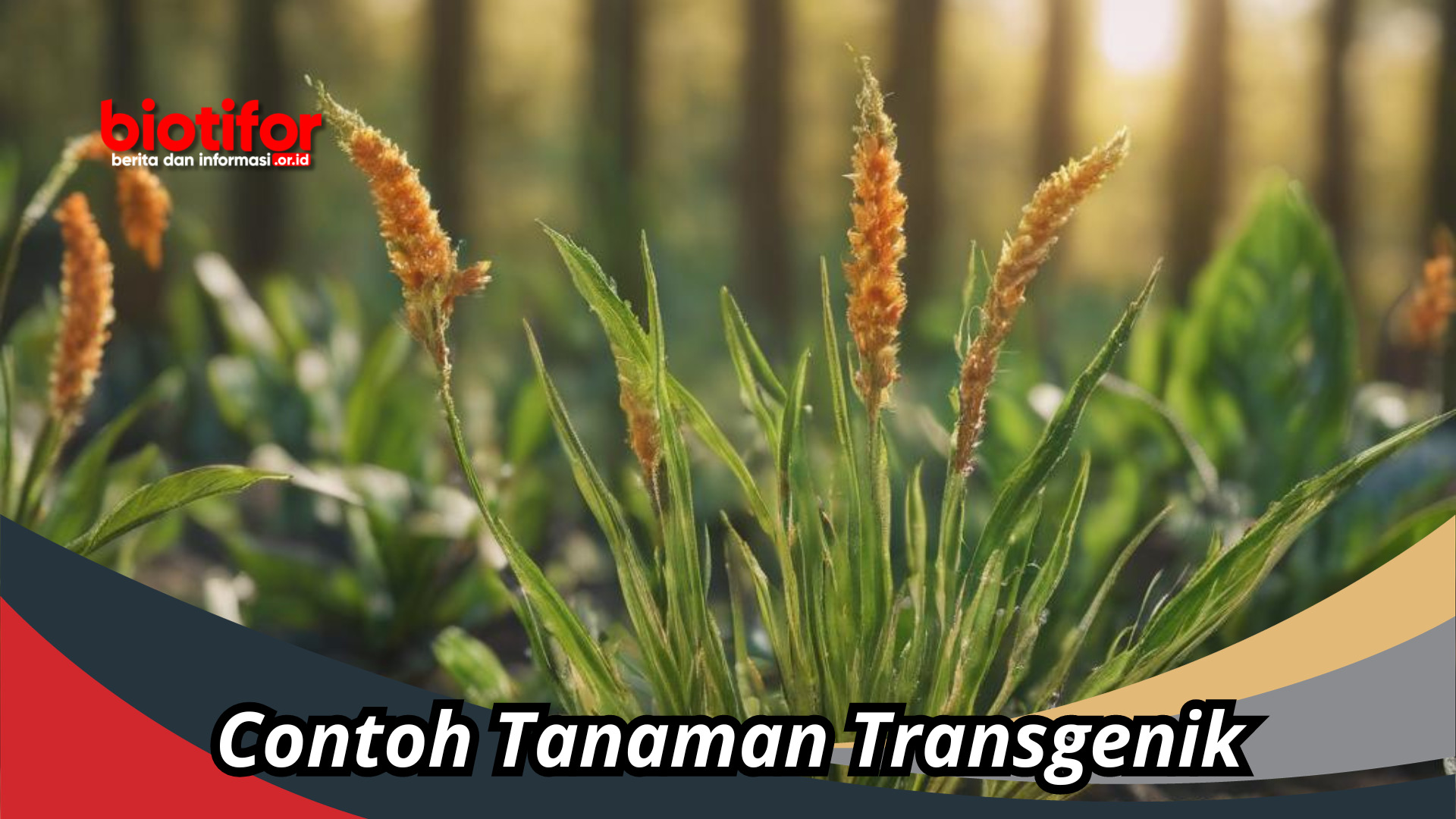 Contoh Tanaman Transgenik Dan Perubahan Genetik Yang Dihasilkan
