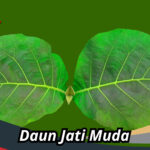 daun jati muda