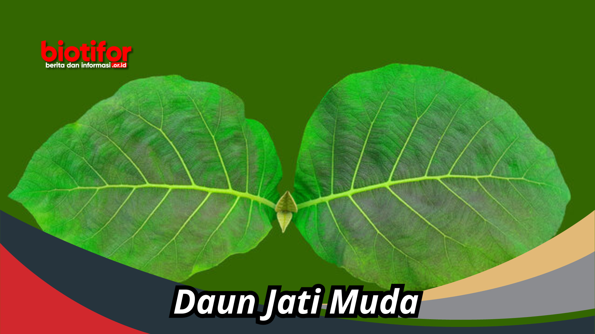 daun jati muda