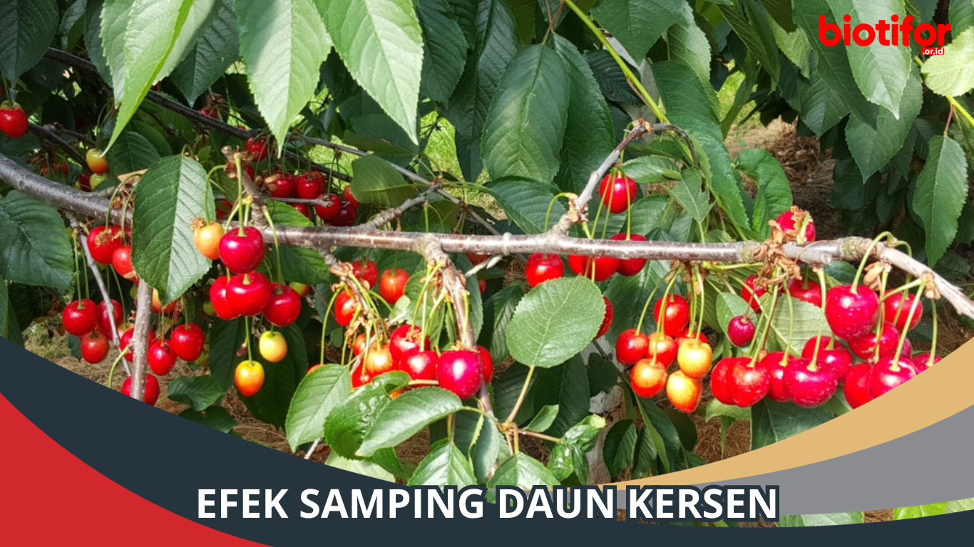 Efek Samping Daun Kersen