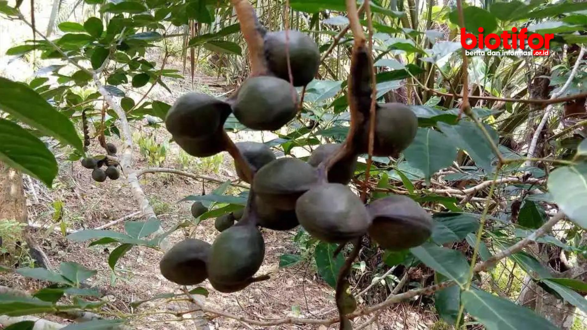 Efek Samping Makan Jengkol