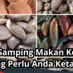 Efek Samping Makan Kerang