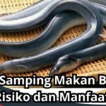 Efek samping makan belut