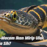 Ikan Mirip Ular