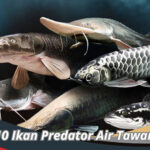 Ikan Predator Air Tawar