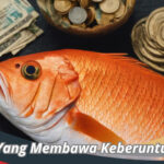 Ikan Yang Membawa Keberuntungan